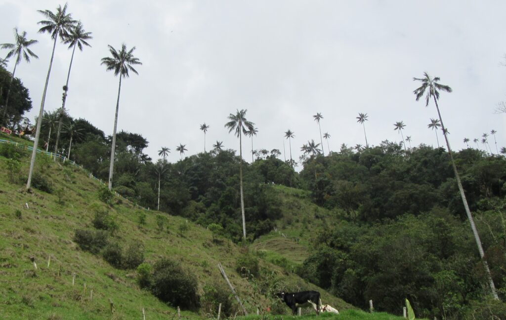 Plus Ultra Cocora