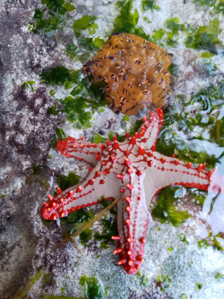 Plus Ultra Starfish