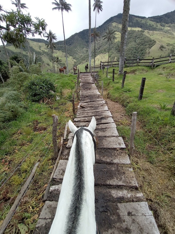 Plus Ultra Cocora